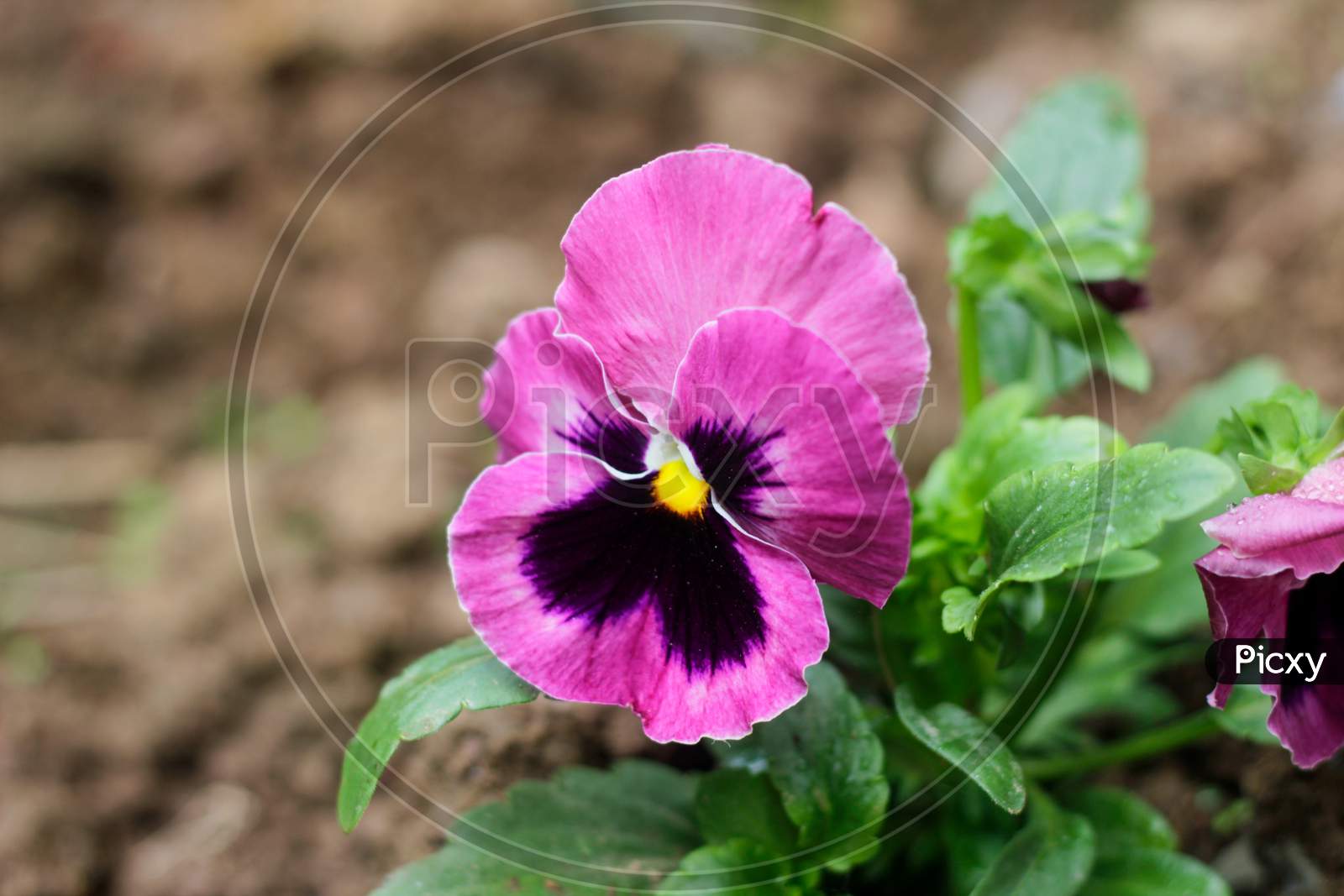 Pansy Flower With Blurry Background