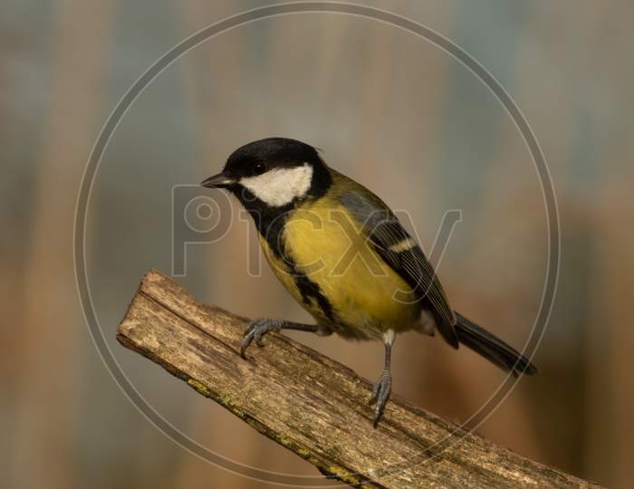Great Tit  (Parus Major) Perched On End Branch Looking To Left