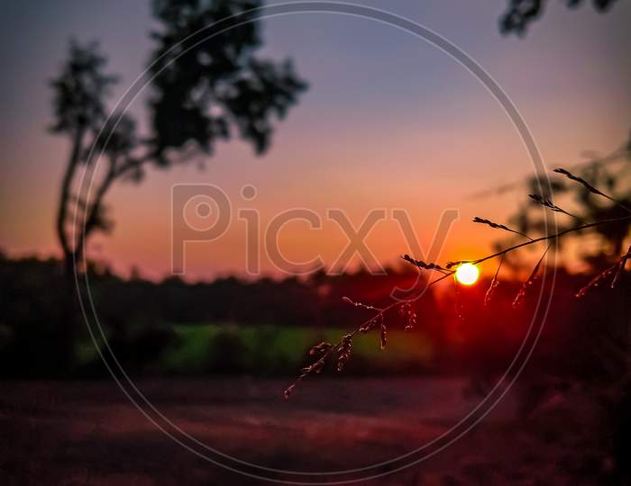 A different perspective of sunset observed through the branches of maize plant