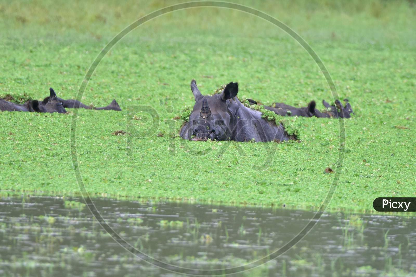 One-Horned Rhino Swims Through Flood Waters In Kaziranga National Park in Assam on june 26,2020.