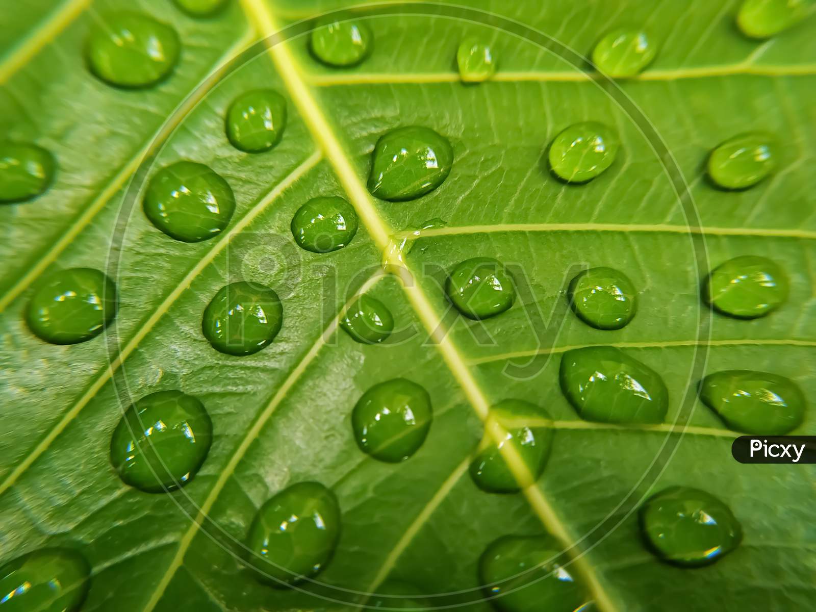 Green bodhi leaf with dew drops