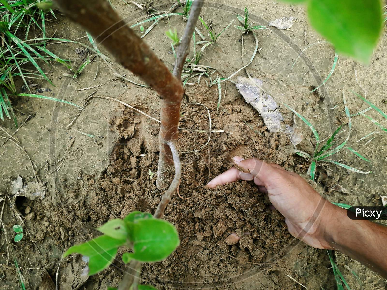 Man Digging Soil With Hand In Home Garden Or Lawn