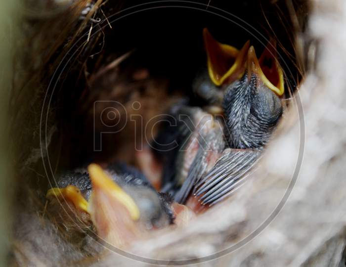 nestlings in the nest waiting for the mother bird