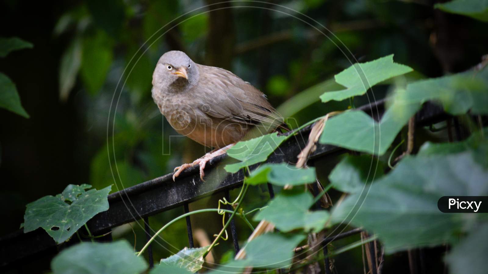 Grey bird is standing on a fence looking very attractive during summer