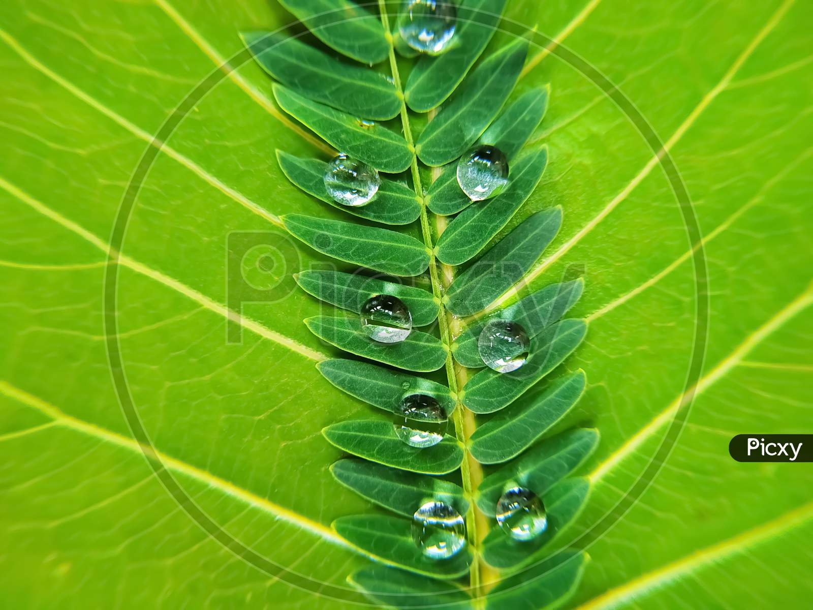 Water drops on green bodhi leaf