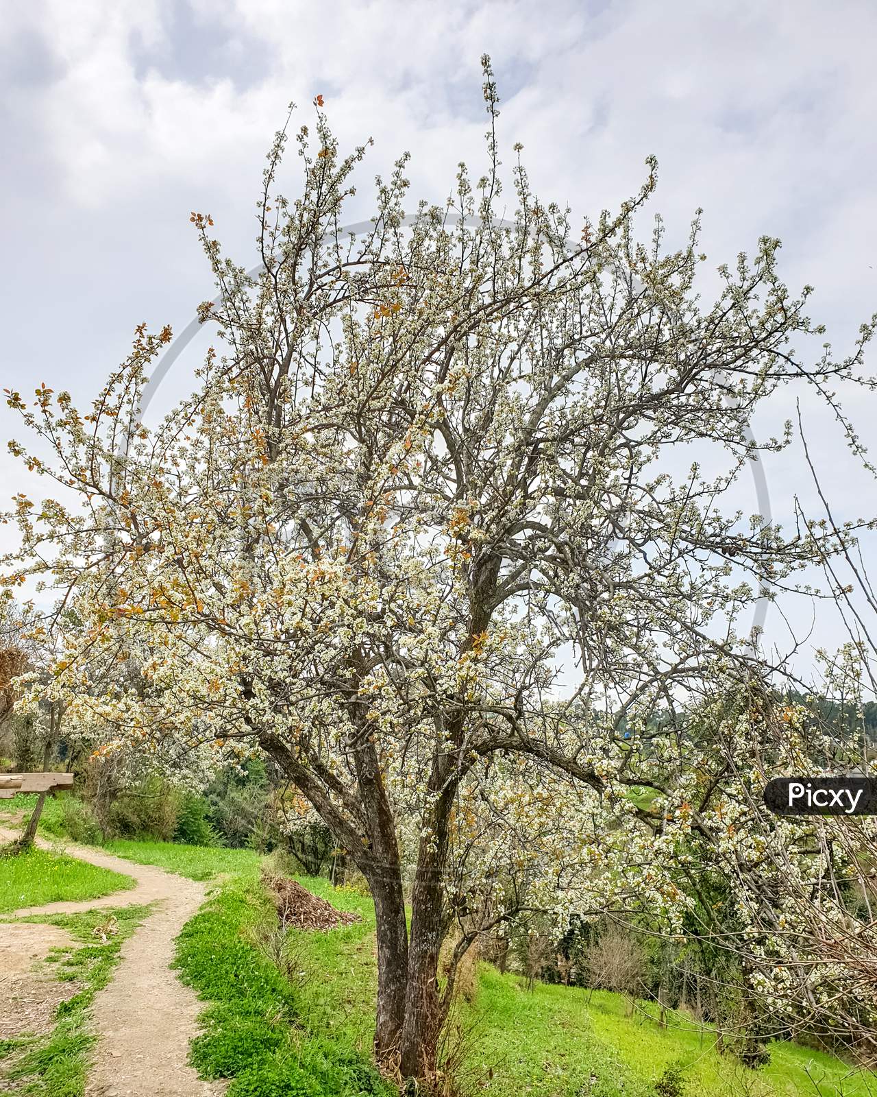 Portrait of beautiful pear blossom tree in spring season with cloudy weather in hilly area of Himachal Pradesh, India