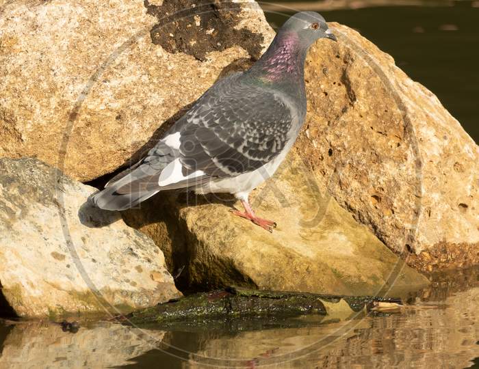 Feral Pigeon (Columba Livia Domestica) On Rock By Lake
