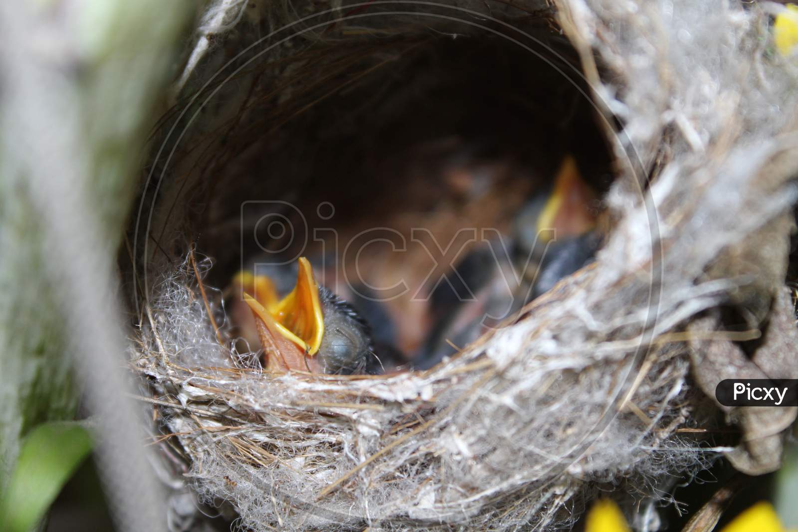nestlings in the nest waiting for the mother bird