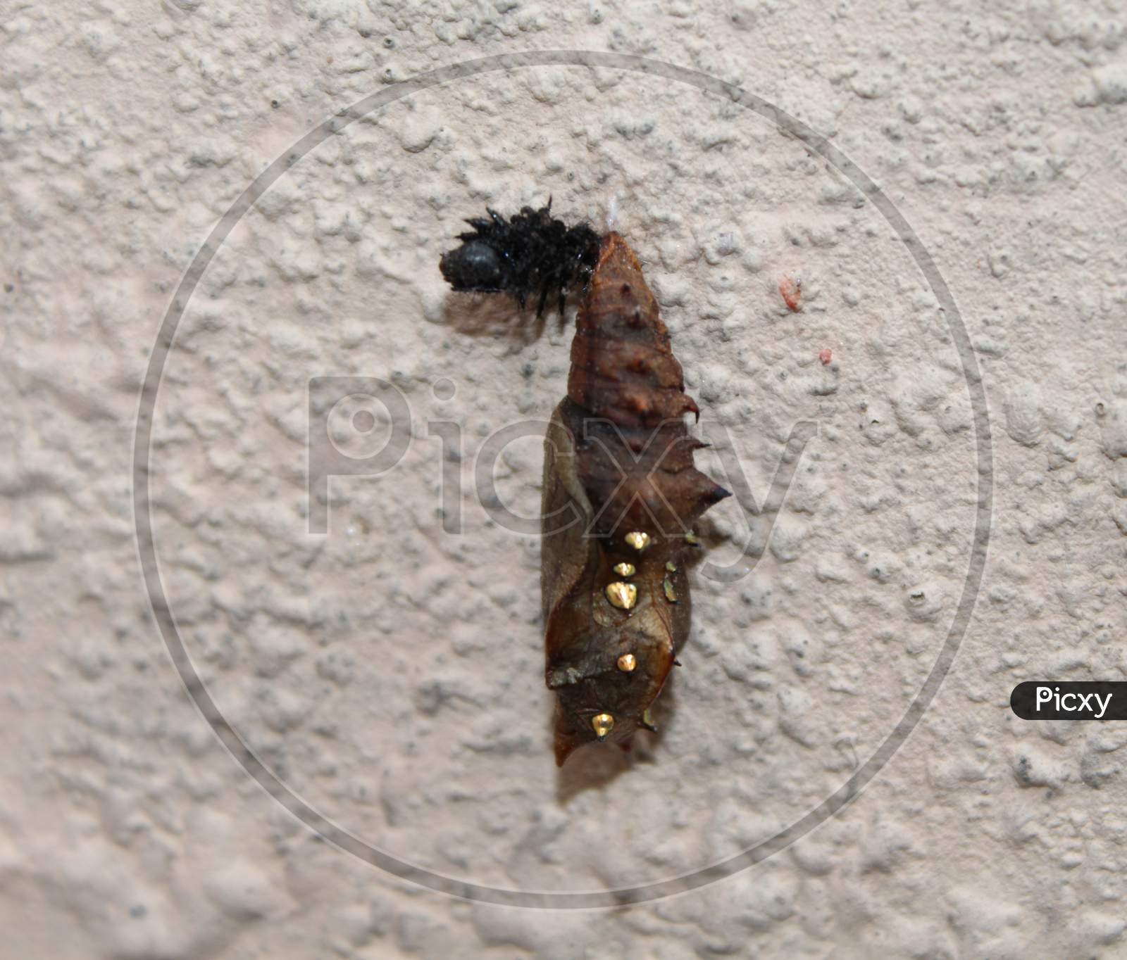 pupae of a butterfly sticking on a rough wall surface
