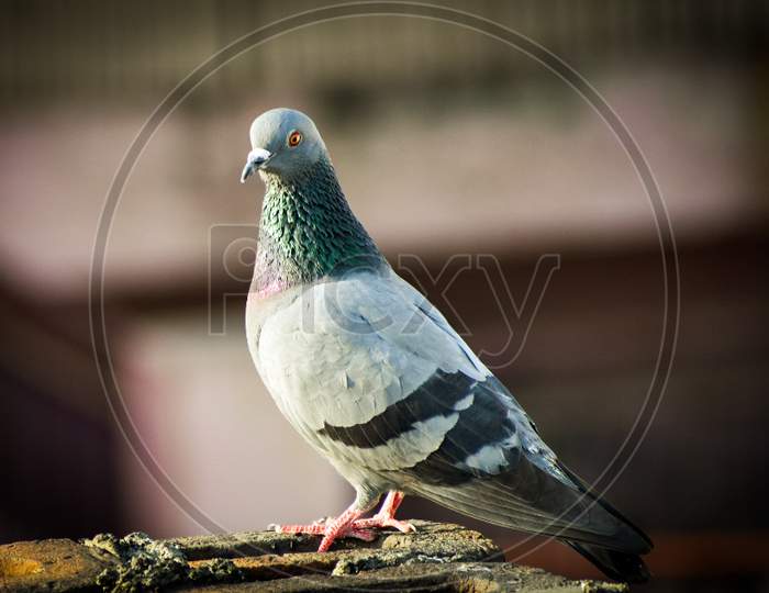 A pigeons
