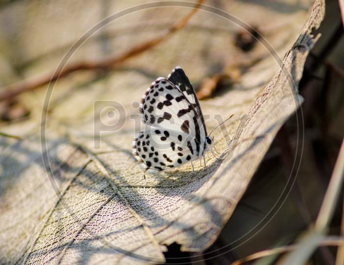 Black And White Butterfly Sitting On Leaf