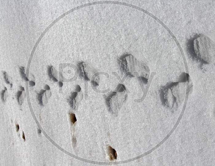 Footstep On Snow