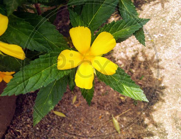 Yellow flower in green leaves