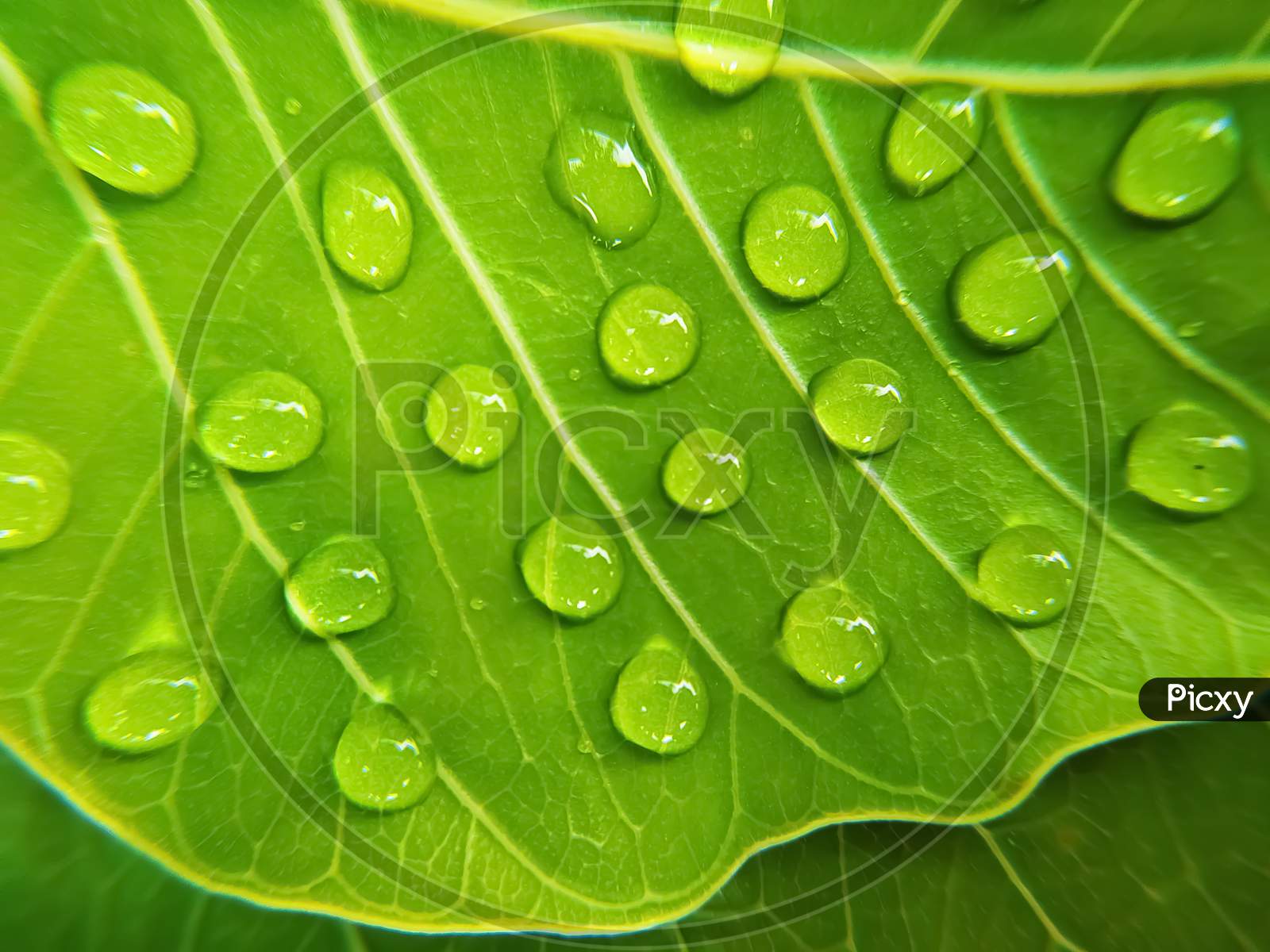 Green bodhi leaves dew drops