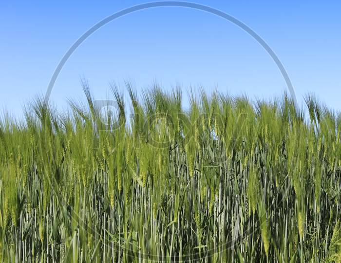 Beautiful Panorama Of Agricultural Crop And Wheat Fields On A Sunny Day In Summer