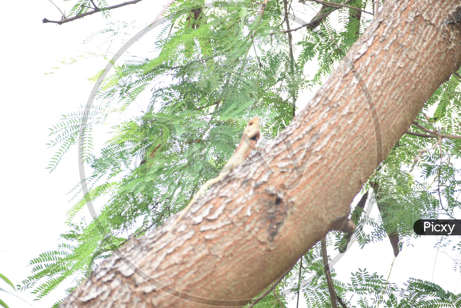 lizard on the tree
