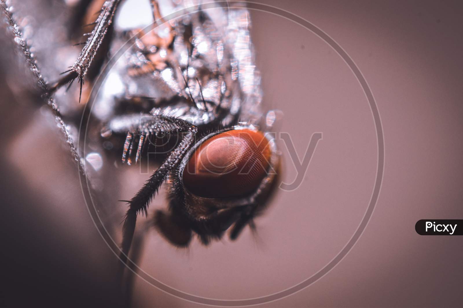 Macro shot of head of house fly