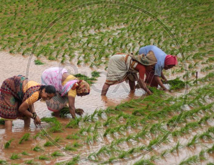 Farmers working in rice paddy fields