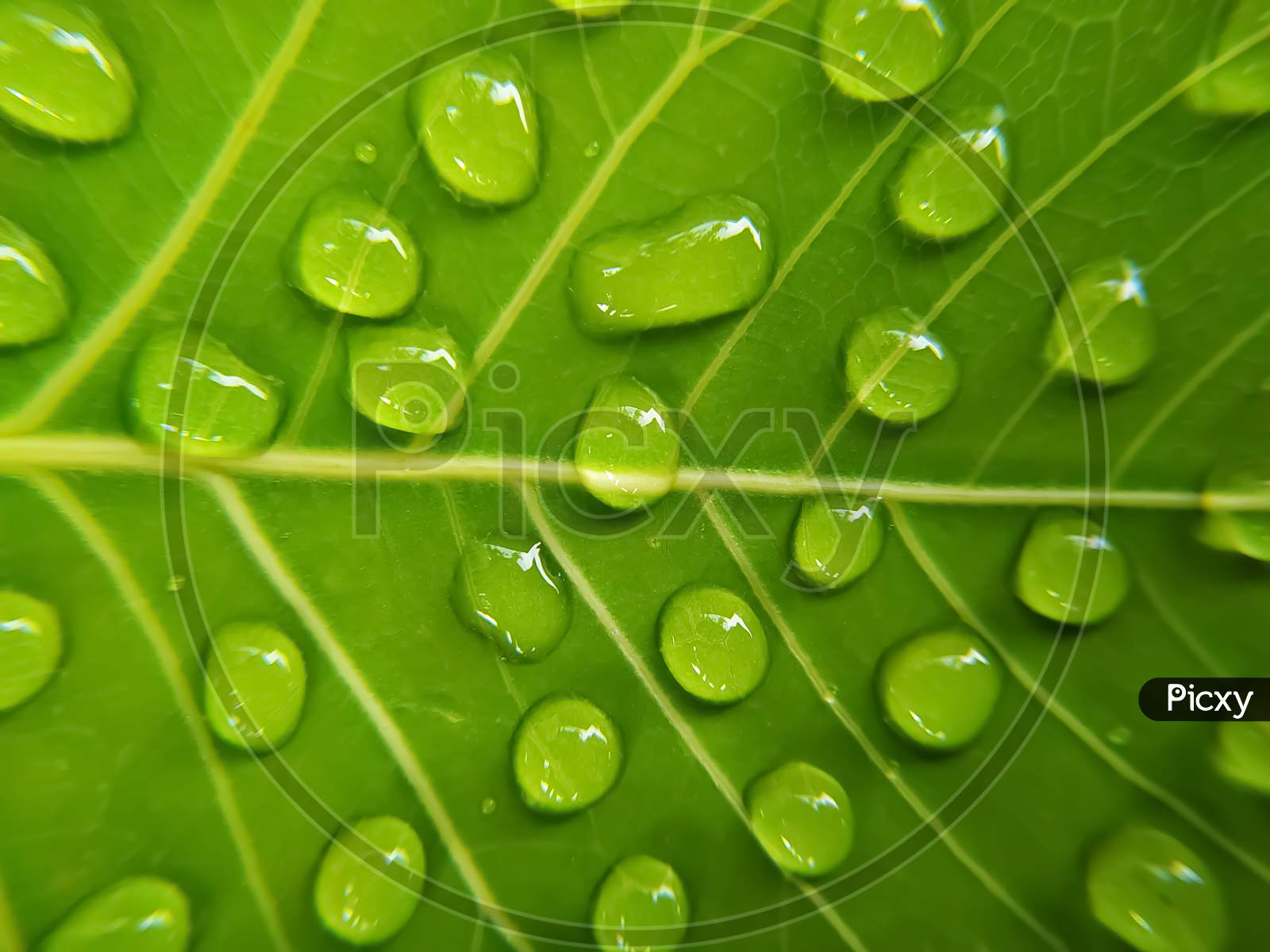 Green bodhi leaves with dew drops