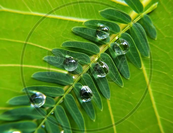 Water drops on green bodhi leaf
