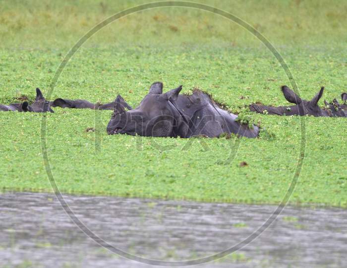 One-Horned Rhinos Swim Through Flood Waters In Kaziranga National Park in Assam on june 26,2020.