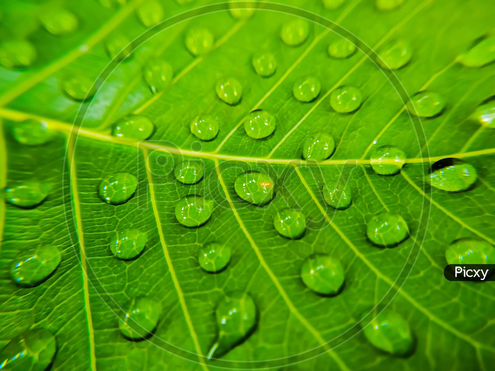 Water droplets on green bodhi leaf