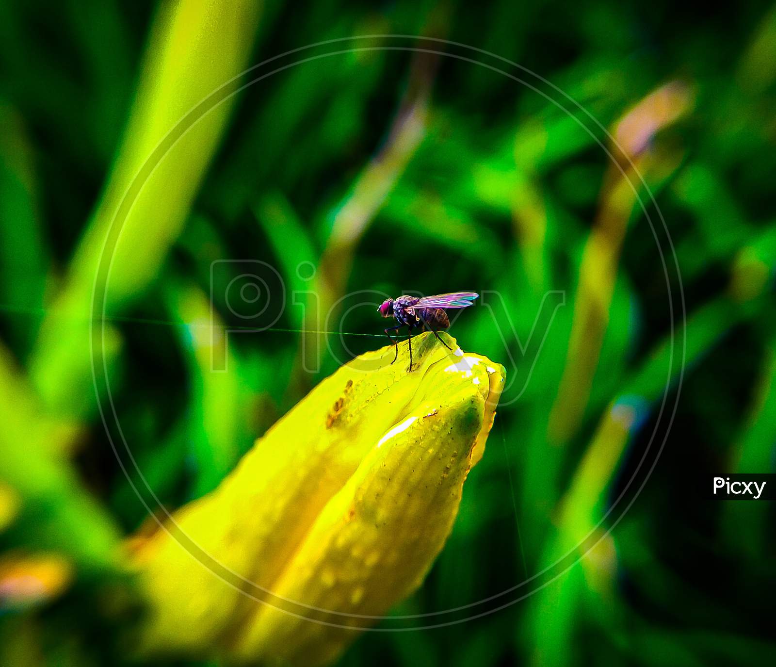 A macro shot of a fly sitting on the bud of a flower