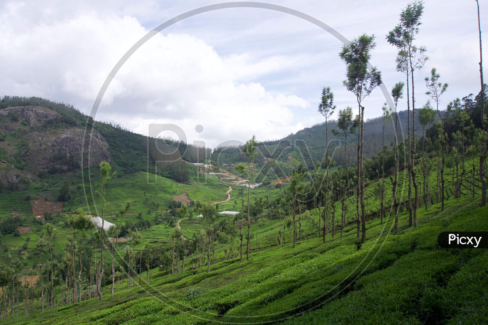 Landscape with tea garden and clouds and blue sky