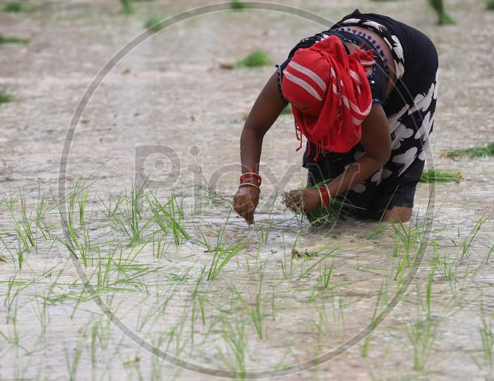 Farmers Plant Saplings In A Paddy Field After Monsoon Rains On The Outskirts Of Prayagraj, June 26, 2020.
