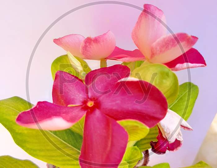 Pink Vinca garden flower