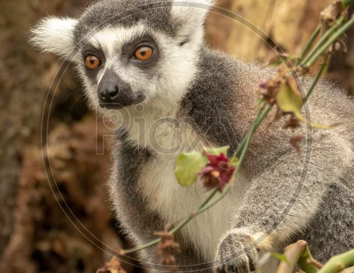 Cute Ring-tailed Lemur (Lemur catta) with flower vine