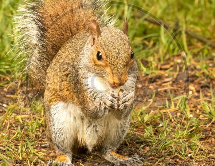 Grey squirrel, Sciurus carolinensis, sitting hands holding peanut on grass ground