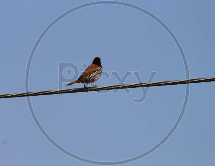 a small finch bird perched on a cable wire