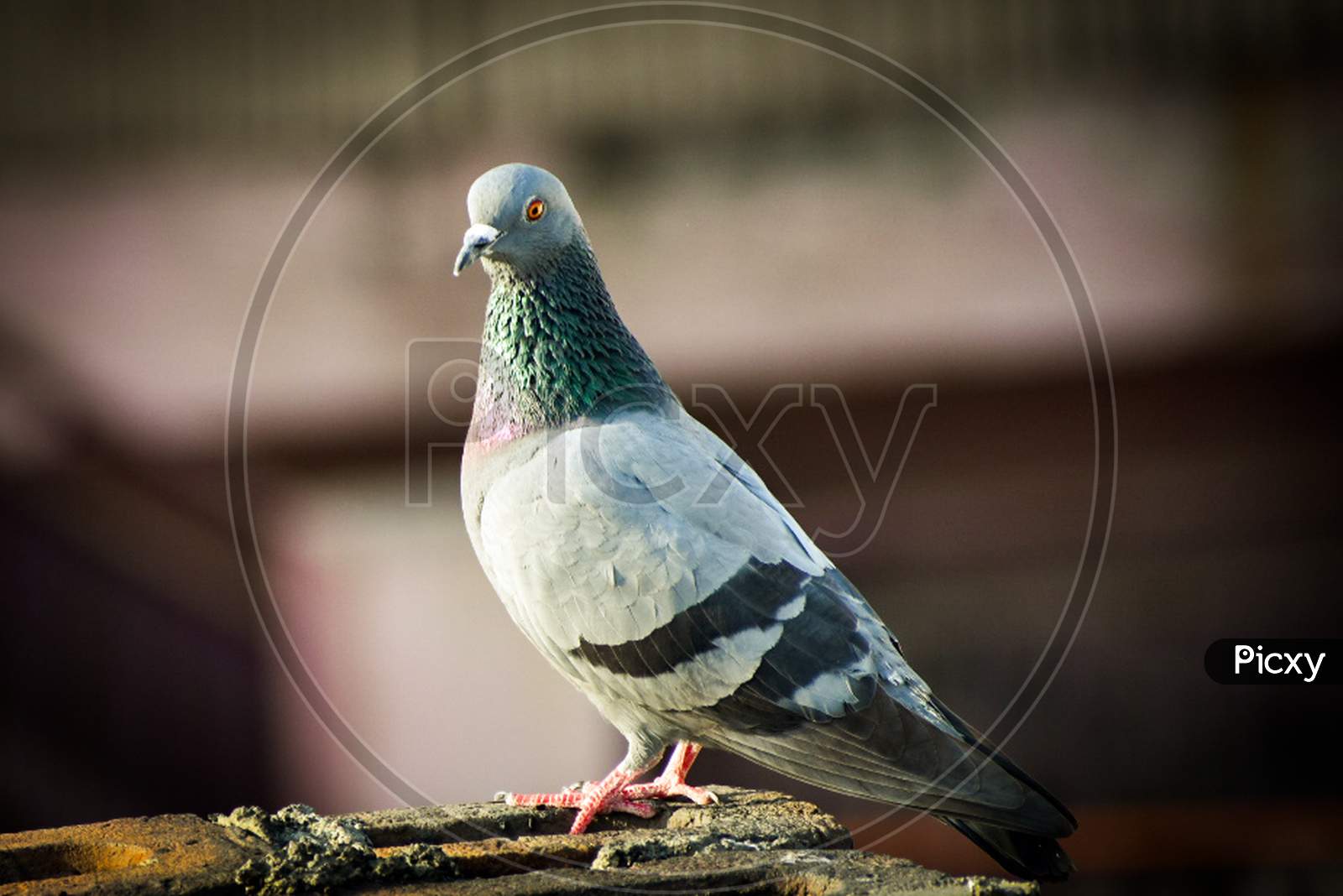 A pigeons