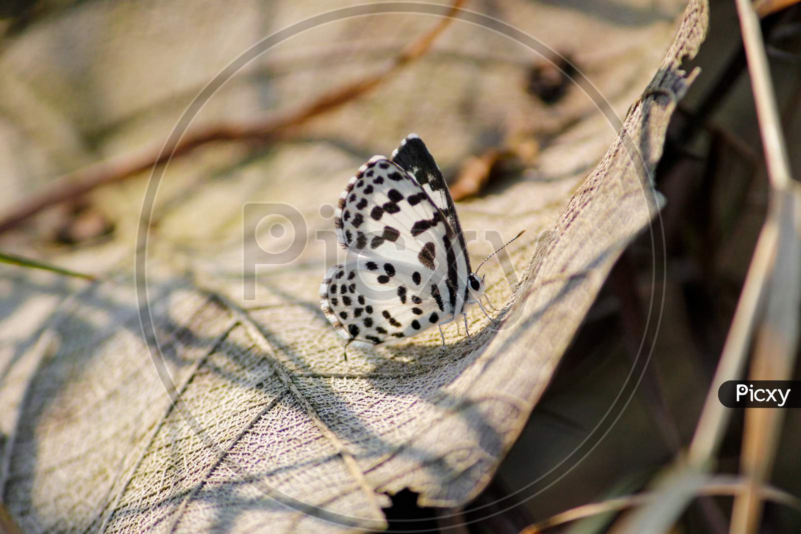 Black And White Butterfly Sitting On Leaf