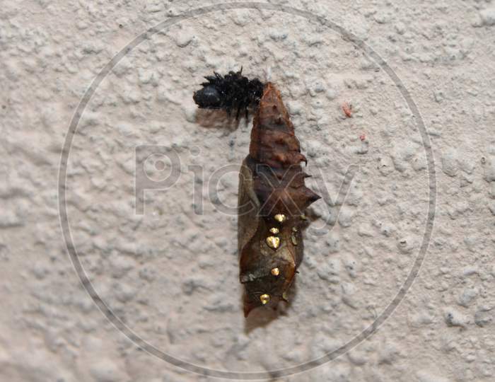pupae of a butterfly sticking on a rough wall surface
