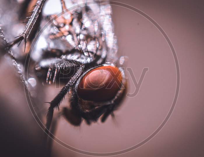 Macro shot of head of house fly