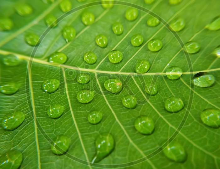 Green leaf with dew drops
