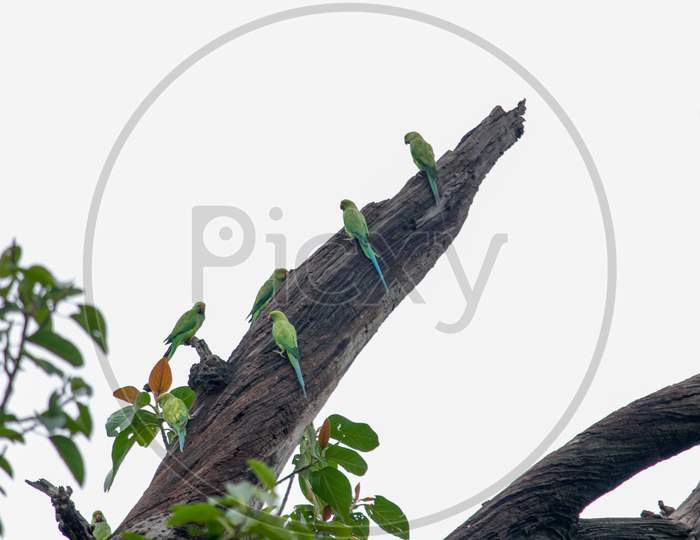 Group Of Parrots On Dead Tree Branch