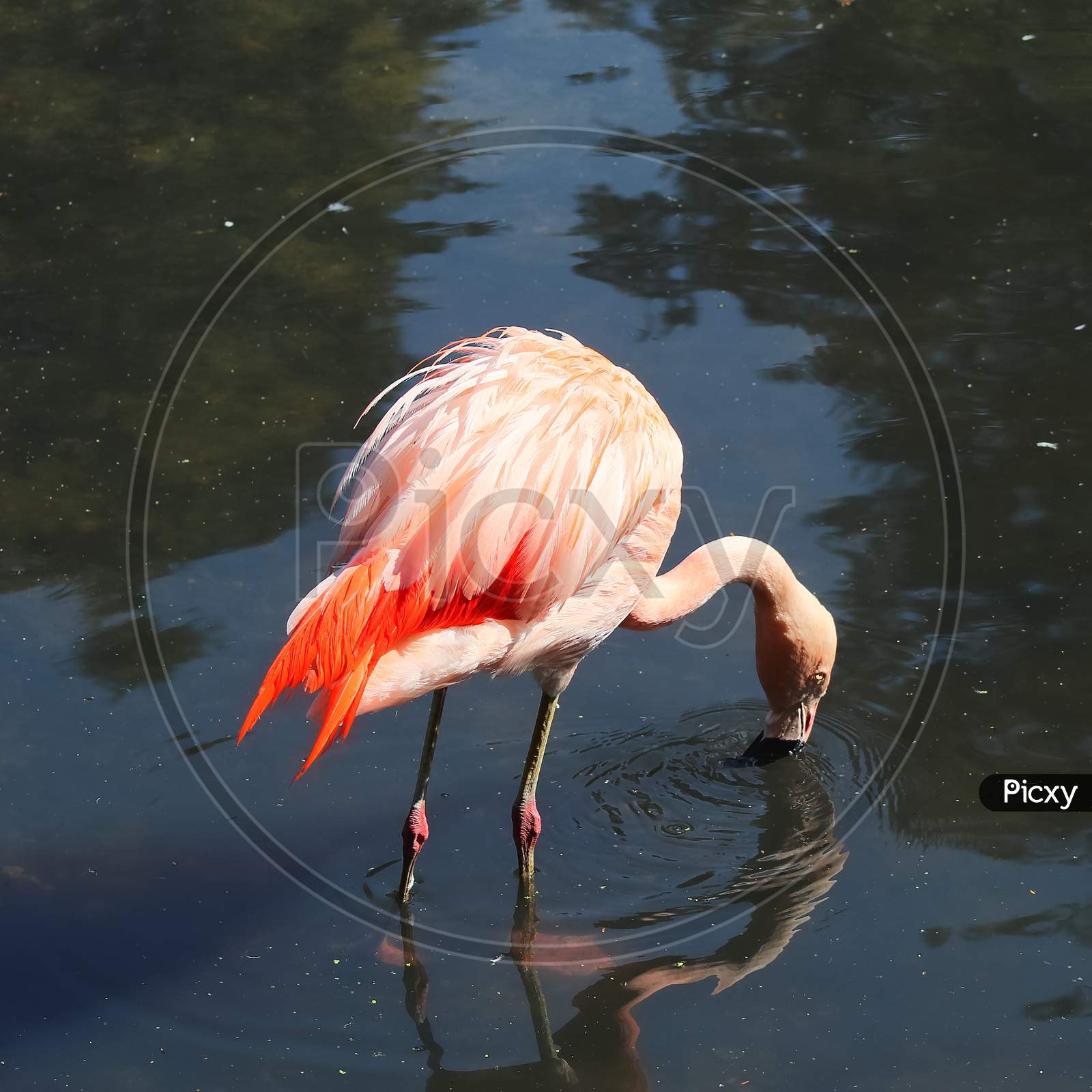 Colorful Pink Flamingo Bird In A Close Up View On A Sunny Summer Day