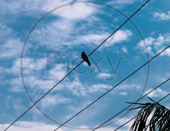 A Bird Sitting On The Electrical Wires On A Pleasant Day