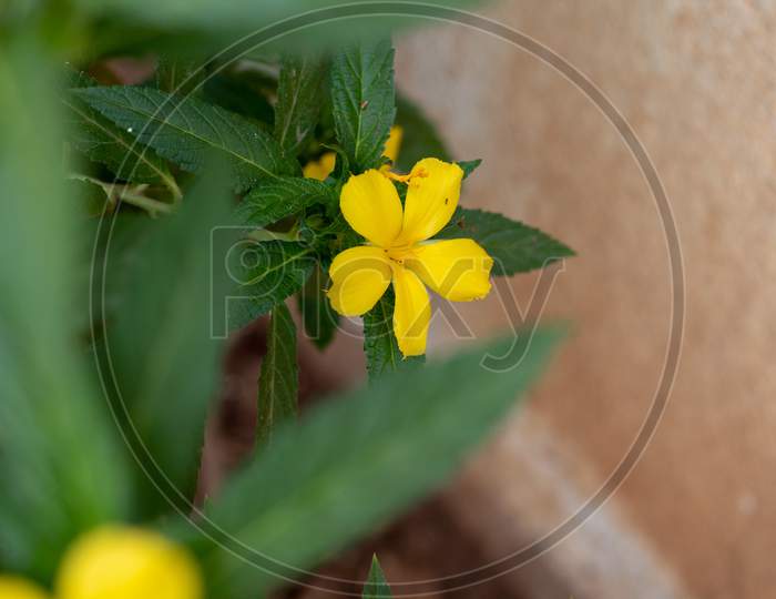 A yellow Impatiens walleriana in the garden