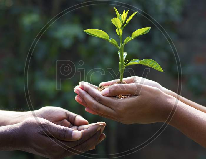 a lady is giving plant towards a man to promote plantation
