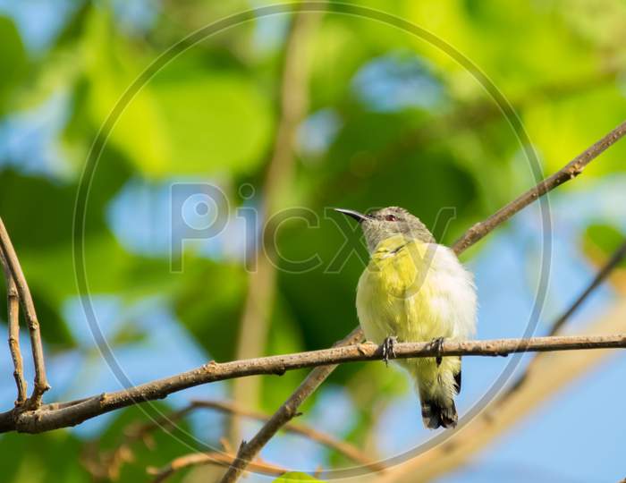 Purple Rumped Sunbird (Leptocoma Zeylonica) Perched On A Tree With Bright Green Leaves