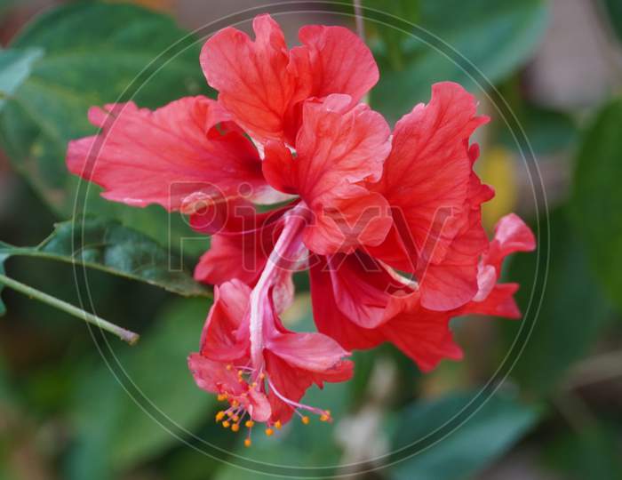 Close Up Of Bright Pink Large Flower Of Purple Hibiscus (Hibiscus Rose Tiny Bud ) On Green Leaves Natural Background. Red Hibiscus Hawaiian Plant In Tropical Garden.