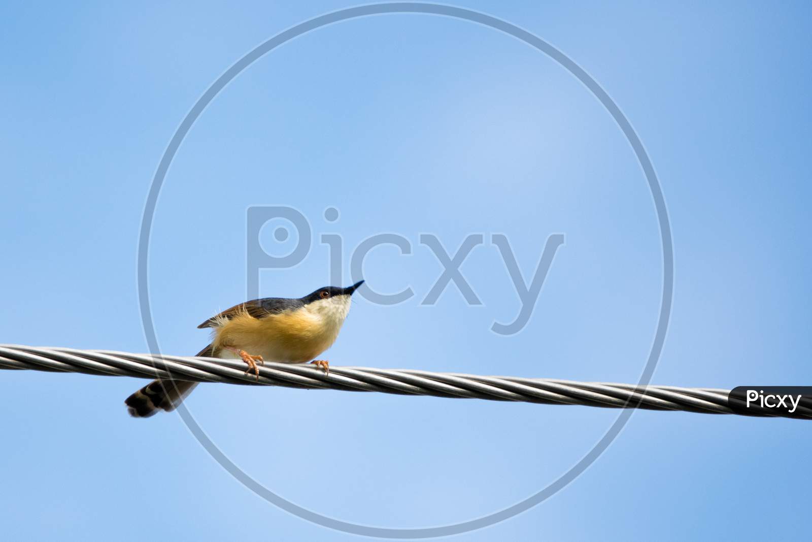 Portrait Of Ashy Prinia (Prinia Socialis) About To Take Off From A Powerline With Blue And Clear Sky In The Background