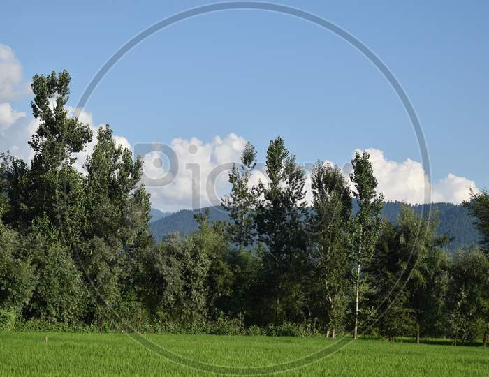 Beautiful View Of Paddy Fields At Kashmir.