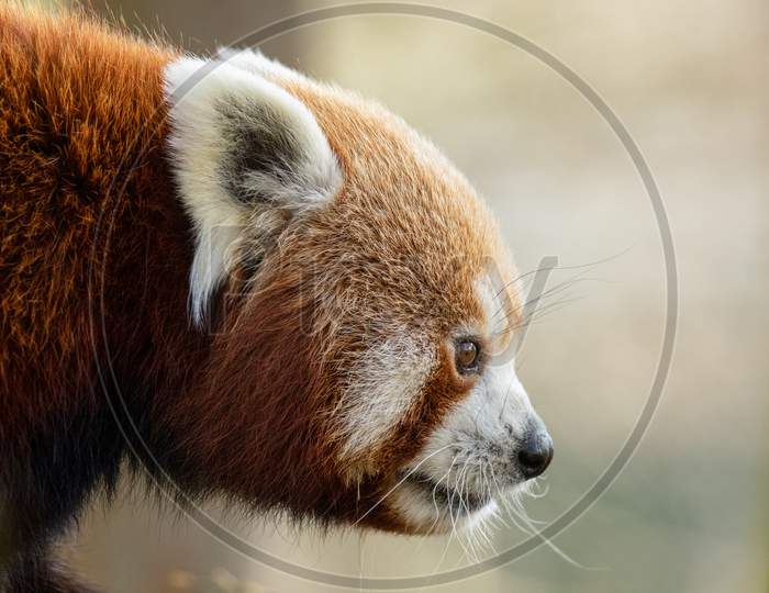 Red Panda (Ailurus Fulgens) Head Shot Against Light Background