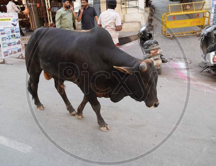 A Black Bull Walking Down The Street With People In Background In A Market In India. : Udaipur India - March 2020