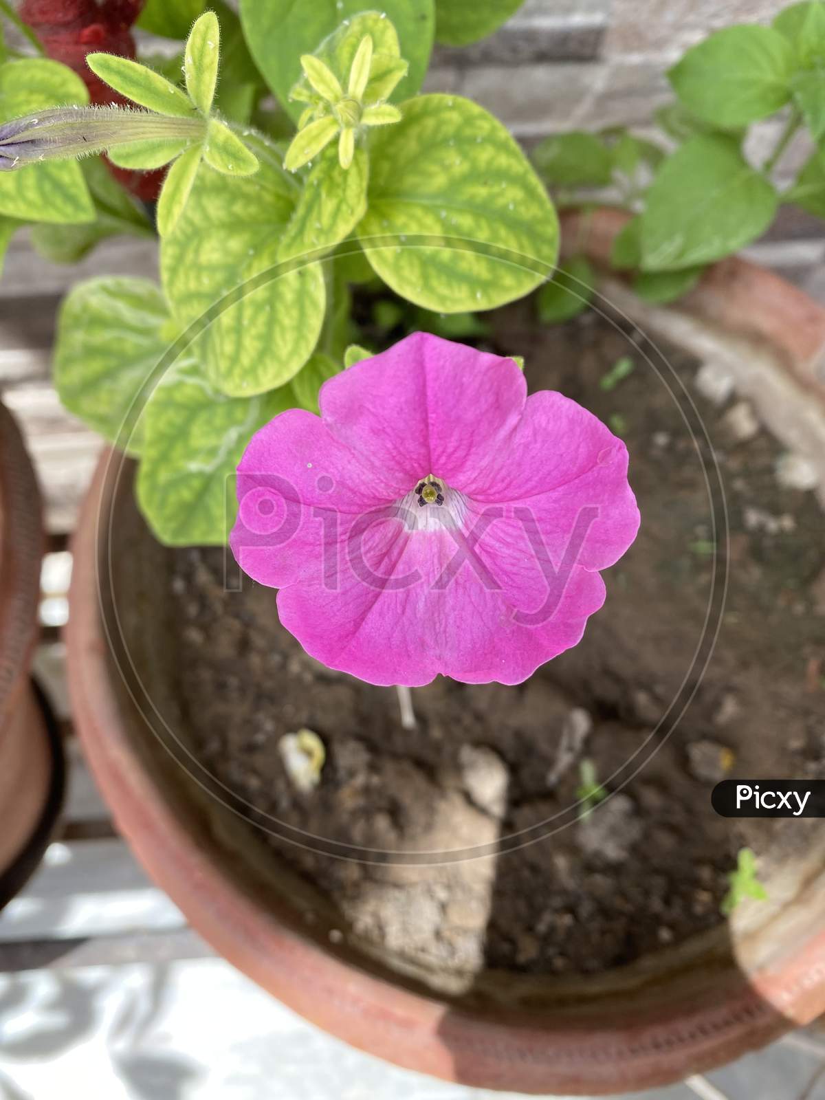 Pink solomio flower